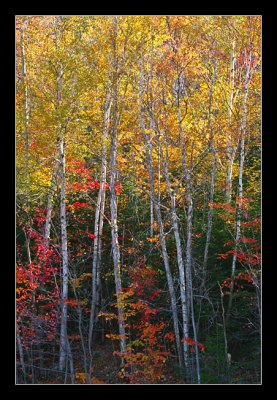 Birch Trees