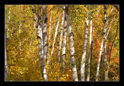 Birch Trees