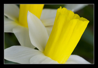 Daffodil