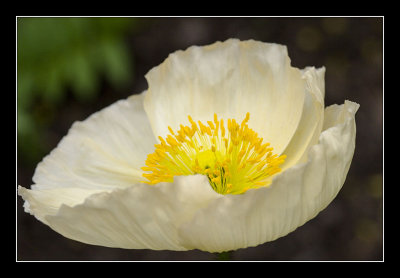 Poppy