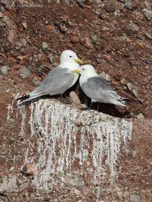 mouettes tridactyles2 3828.jpg