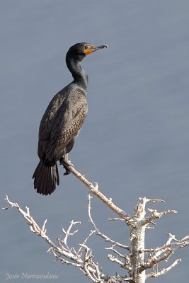 cormoran2 2799.jpg