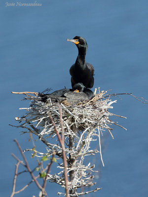 cormoran2 3010.jpg