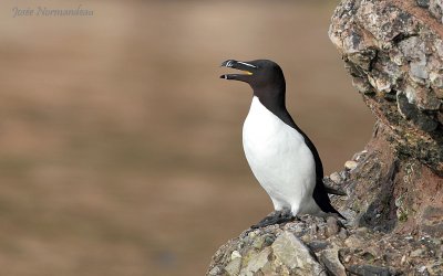 petit pingouin2 3540.jpg
