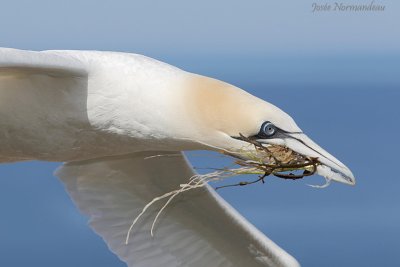 close up2 2427.jpg