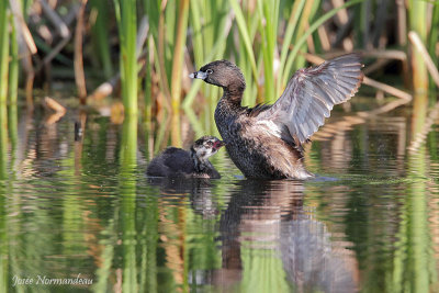 grebe2 4835.jpg