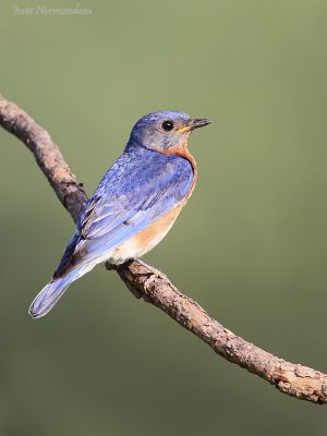 merle bleu2 7853.jpg