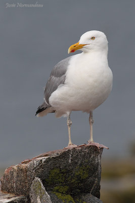 goeland argente2 8864.jpg