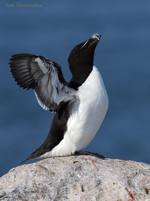 petit pingouin 0739.jpg