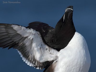 petit pingouin 0796.jpg