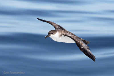 puffin majeur2 0122.jpg