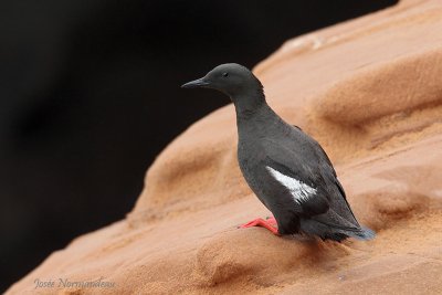guillemot a miroir 2202.jpg