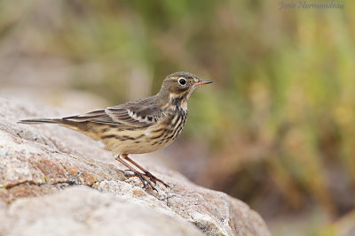 pipit2 5396.jpg