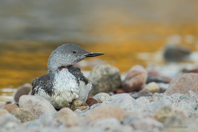 plongeon catmarin2 5835.jpg
