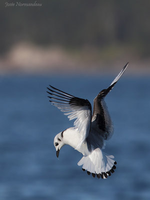 mouette de Bonaparte2 5980.jpg