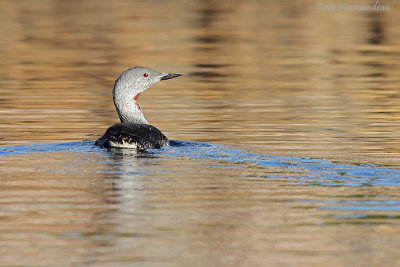 plongeon catmarin2 5862.jpg