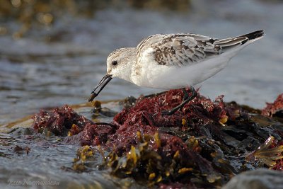 sanderling2 7541.jpg