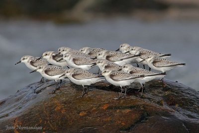 sanderling2 7574.jpg