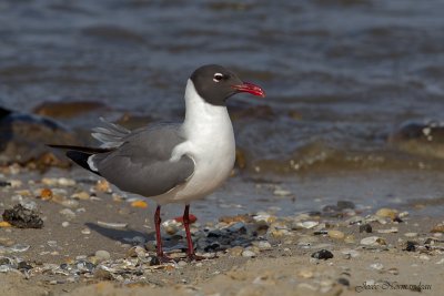 mouette2 7018.jpg