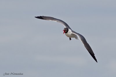 mouette2 7247.jpg