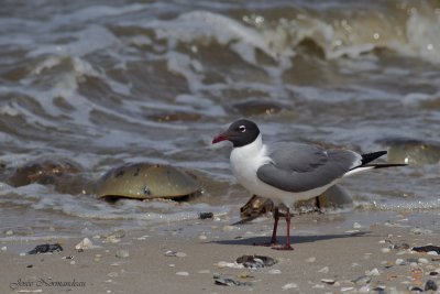 mouette2 9213.jpg