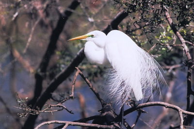 rookery_at_high_island_texas