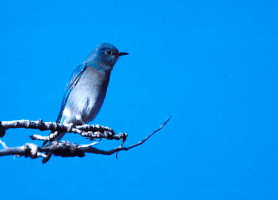 Mountain Bluebird 347.22.jpg