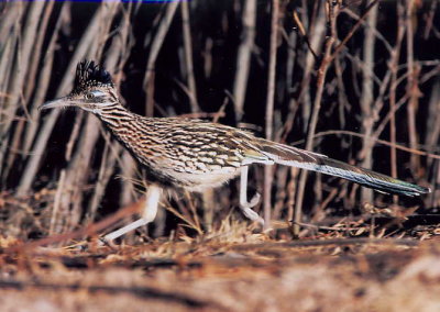 Roadrunner 348.20.jpg