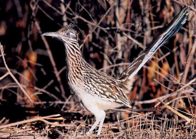 Roadrunner 348.22.jpg