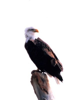Bald Eagle 354.14.jpg