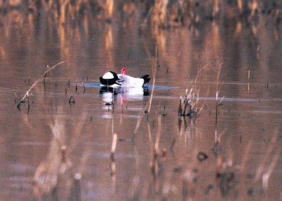 Bufflehead Duck 356.03.jpg