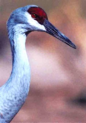 Sandhill Crane 357.24.jpg