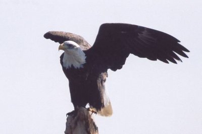 Bald Eagle 358.04.jpg