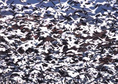 Snow Geese 358.16a.jpg