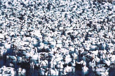 Snow Geese 363.17a.jpg