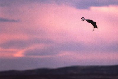 Sandhill Crane 364.16.jpg