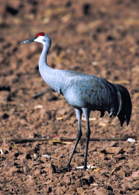 Sandhill Crane 365.05.jpg