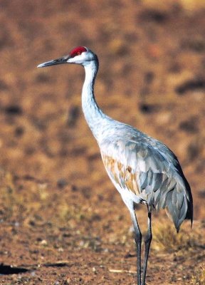 Sandhill Crane 366.01.jpg