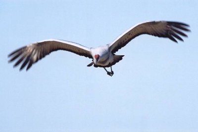 Sandhill Crane 366.08.jpg