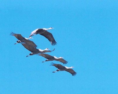 Sandhill Crane 367.09.jpg