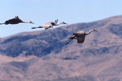 Sandhill Crane 367.15.jpg