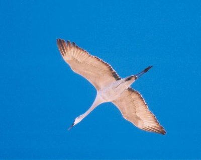 Sandhill Crane 367.24.jpg