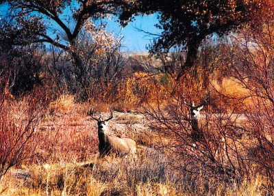 Mule Deer 368.08.jpg