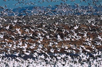 Snow Geese 372.01.jpg