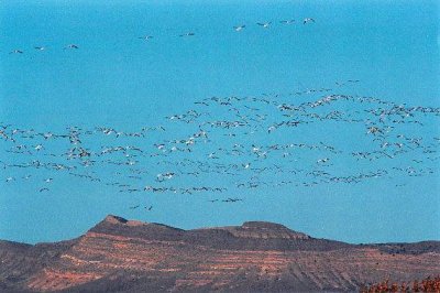 Snow Geese 373.15.jpg