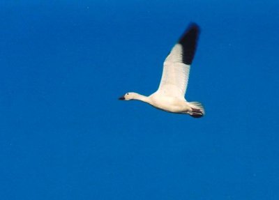 Snow Goose 373.18.jpg