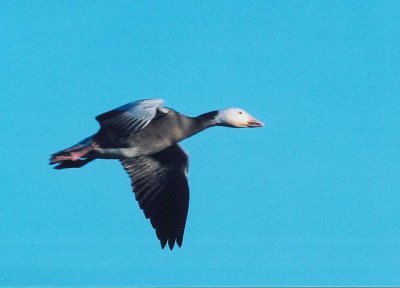 Snow Goose, Blue Phase 373.24.jpg