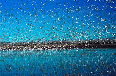 Snow Geese 374.22.jpg