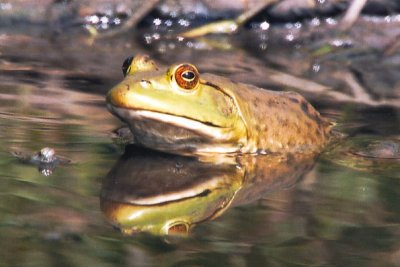 san_bernard_nwr