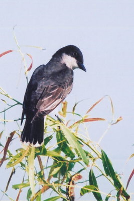 san_bernard_nwr